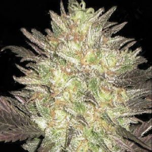 Auto Lavender Best