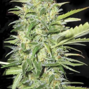 Auto Lime Skunk