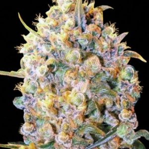 Bigger Bud