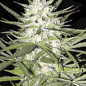 Early Top Skunk