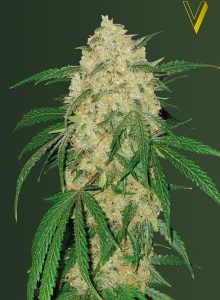 Bubble Gum+Pro