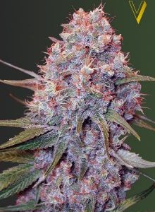 Caramelino