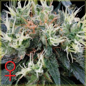 NL 5 Haze Mist