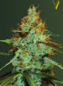 Original Limonade Skunk