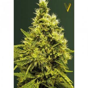 White Widow