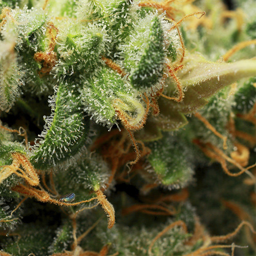 Buddha Calamity Jane Auto Buddha Calamity Jane Auto