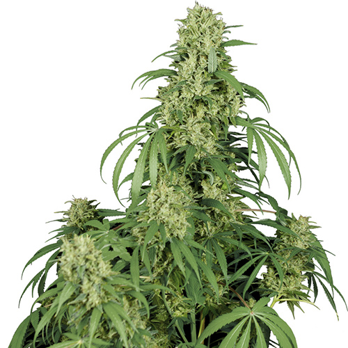 Buddha Calamity Jane Auto Buddha Calamity Jane Auto