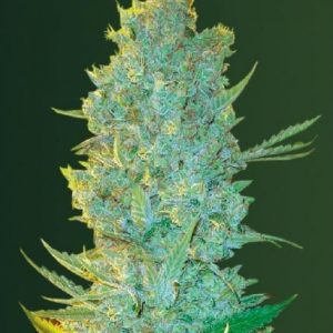 OG Kush