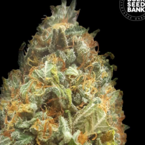 auto-original-orange-bud