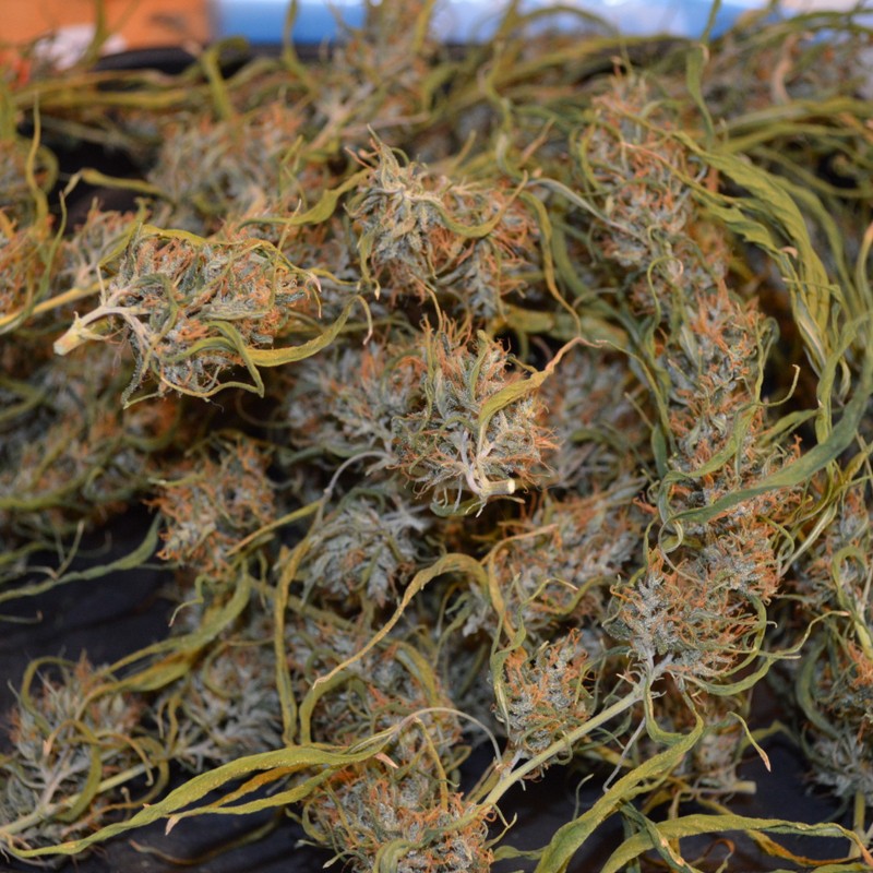 Dr. Grinspoon Dr. Grinspoon