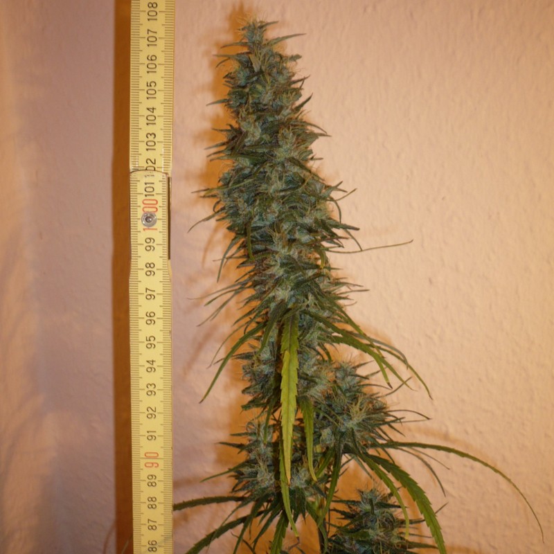 Dr. Grinspoon Dr. Grinspoon