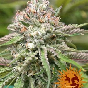 Peyote Critical