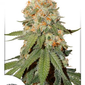 Orange Bud