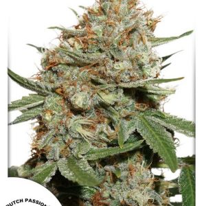Skunk # 11