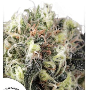 Snow Bud
