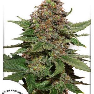 Strawberry Cough