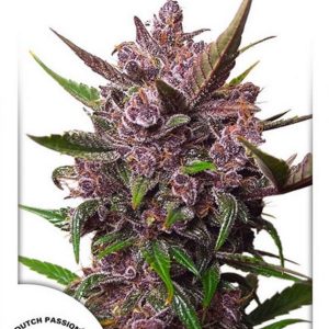 Auto Blackberry Kush