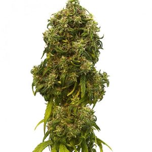 Swiss Dream Auto CBD