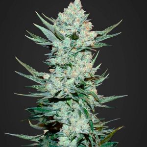 Tangie'matic