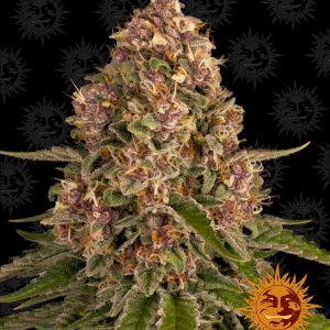 Pink Kush