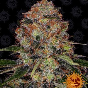 Shiskaberry