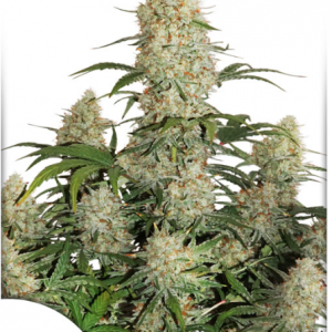 Auto Critical Orange Punch