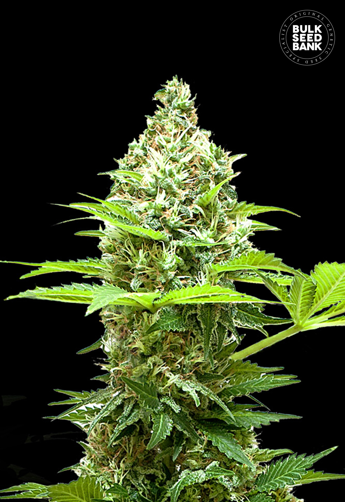 Sherbet Power Sherbet Power