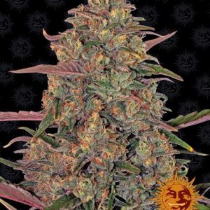 pineapple-chunk