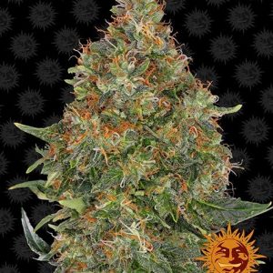 Pineapple Express Autoflowering