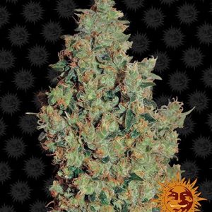 Tangerine Dream