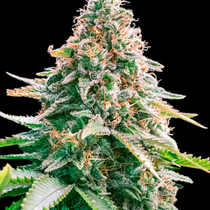 Auto Gelato Samba