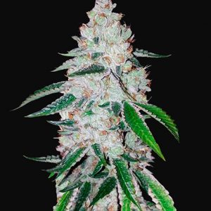 West Coast O.G. - Autoflowering