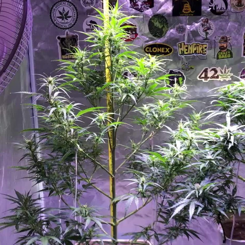 Buddha Calamity Jane Auto Buddha Calamity Jane Auto