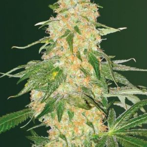 Super Extra Skunk
