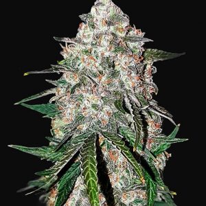 Smoothie Auto