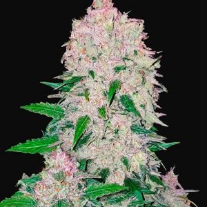 Stardawg Auto