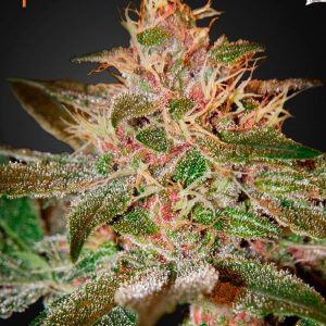 Pure Kush