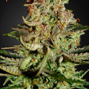 Super Bud