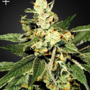 Train Wreck