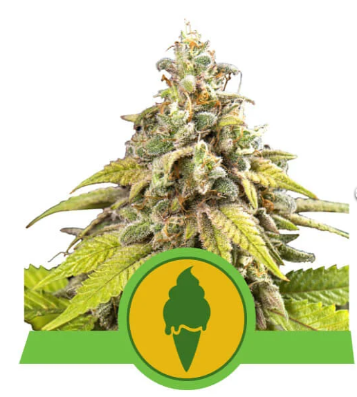 Green Gelato Automatic Green Gelato Automatic