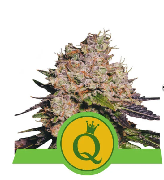 Purple Queen Automatic Purple Queen Automatic