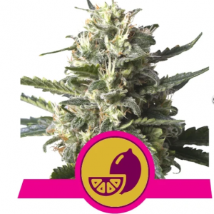 lemon-shining-silver-haz