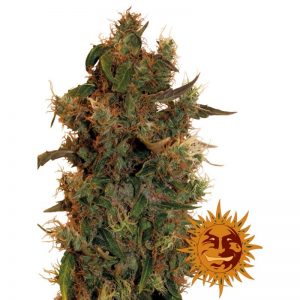 vrste marihuane - 8 ball kush