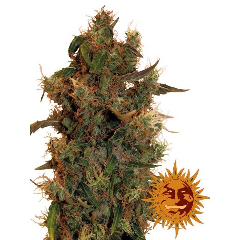 vrste konoplje - 8 ball kush