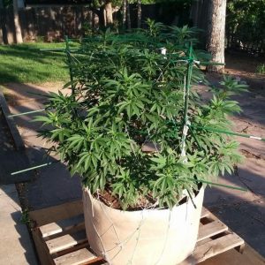 Vrste marihuane - Blueberry