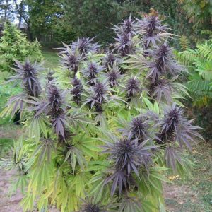 Vrste marihuane - Blueberry