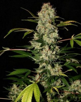 vrste marihuane - Jack Herer