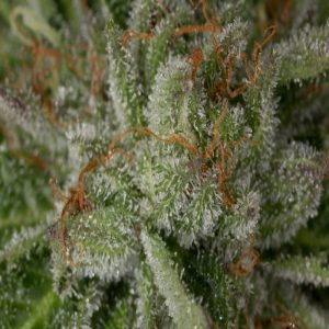 Vrste marihuane - Master Kush