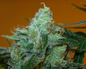 Vrste marihuane - Super Lemon Haze