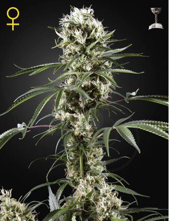 Vrste marihuane - Super Lemon Haze